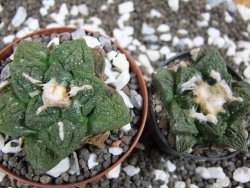 Ariocarpus fissuratus Cuatro Cienegas pot 8 cm - 12393572