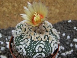 Astrophytum Hanazano Kabuto pot 6,5 cm - 12393812
