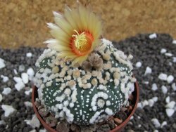 Astrophytum Hanazano Kabuto pot 6,5 cm - 12393813