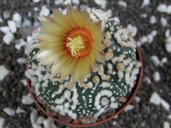 Astrophytum Hanazano Kabuto pot 6,5 cm - 12393814