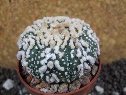 Astrophytum Hanazano Kabuto pot 6,5 cm - 12393818