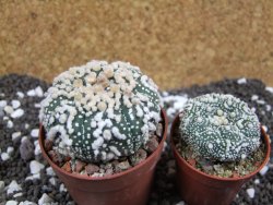 Astrophytum Hanazano Kabuto pot 6,5 cm - 12393820