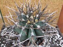 Astrophytum niveum nudum XXL 12x8 cm - 12393828