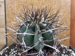 Astrophytum niveum nudum XXL 12x8 cm - 12393829