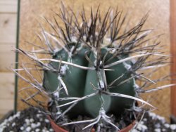 Astrophytum niveum nudum XXL 12x8 cm - 12393830