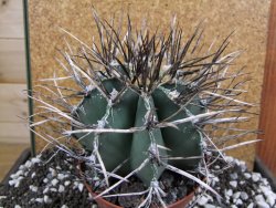 Astrophytum niveum nudum XXL 12x8 cm - 12393831