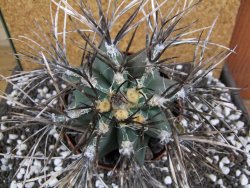Astrophytum niveum nudum XXL 12x8 cm - 12393832