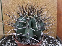 Astrophytum niveum nudum XXL 12x8 cm - 12393833