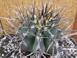 Astrophytum niveum nudum XXL 12x8 cm - 12393835