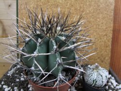 Astrophytum niveum nudum XXL 12x8 cm - 12393836