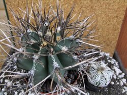Astrophytum niveum nudum XXL 12x8 cm - 12393837