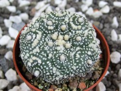 Astrophytum Hanazano Kabuto kiko, pot 5,5 cm - 12393991