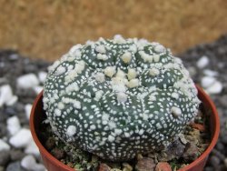 Astrophytum Hanazano Kabuto kiko, pot 5,5 cm - 12393992