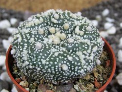 Astrophytum Hanazano Kabuto kiko, pot 5,5 cm - 12393993