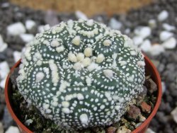 Astrophytum Hanazano Kabuto kiko, pot 5,5 cm - 12393994