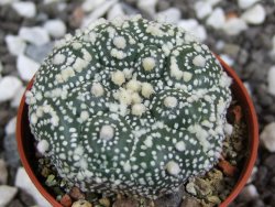 Astrophytum Hanazano Kabuto kiko, pot 5,5 cm - 12393996