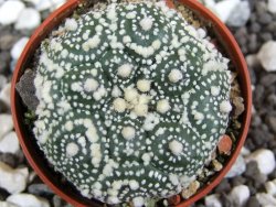 Astrophytum Hanazano Kabuto kiko, pot 5,5 cm - 12393997