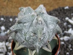 Asrophytum coahuilense Hakuran Hakun pot 5,5 cm Roubovaný - 12394132