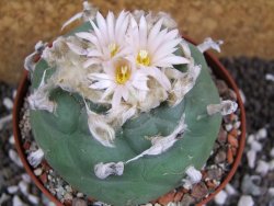 Lophophora difusa XXl pot 10,5 cm - 12394346