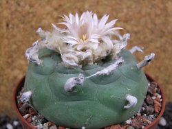 Lophophora difusa XXl pot 10,5 cm - 12394347