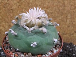 Lophophora difusa XXl pot 10,5 cm - 12394348