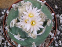 Lophophora difusa XXl pot 10,5 cm - 12394349
