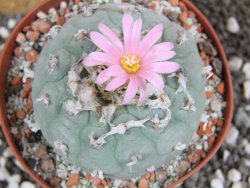Lophophora fricii pot 10 cm - 12394362