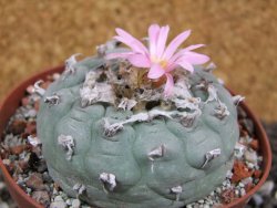 Lophophora fricii pot 10 cm - 12394363