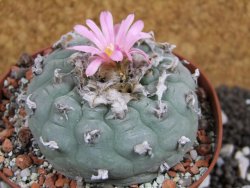 Lophophora fricii pot 10 cm - 12394364