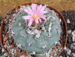 Lophophora fricii pot 10 cm - 12394365