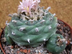 Lophophora viridescens pot 11 cm - 12394374