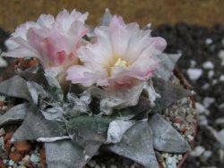 Ariocarpus retusus SB 68 pot 9 cm cites IA - 12394414