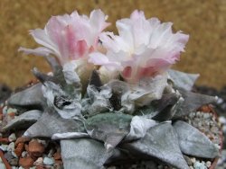 Ariocarpus retusus SB 68 pot 9 cm cites IA - 12394415