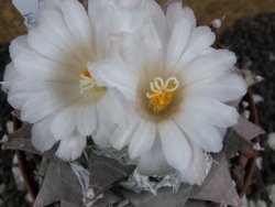 Ariocarpus furfuraceus La Ascension 10,5 cm cites IA - 12394436