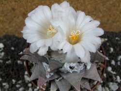 Ariocarpus furfuraceus La Ascension 10,5 cm cites IA - 12394437