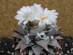 Ariocarpus furfuraceus La Ascension 10,5 cm cites IA - 12394438