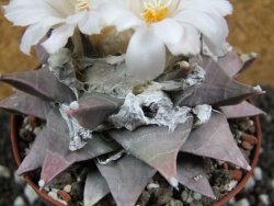 Ariocarpus furfuraceus La Ascension 10,5 cm cites IA - 12394439