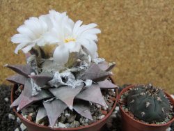 Ariocarpus furfuraceus La Ascension 10,5 cm cites IA - 12394440