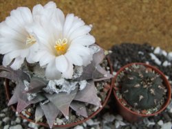 Ariocarpus furfuraceus La Ascension 10,5 cm cites IA - 12394441