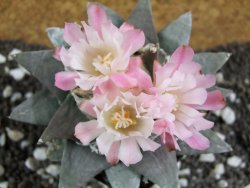 Ariocarpus retusus 10 cm cites IA - 12394474