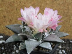 Ariocarpus retusus 10 cm cites IA - 12394475