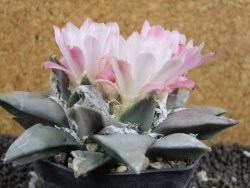 Ariocarpus retusus 10 cm cites IA - 12394476