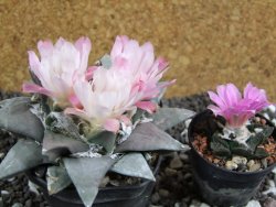 Ariocarpus retusus 10 cm cites IA - 12394477