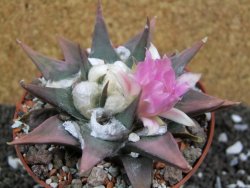 Ariocarpus confusus La Escondida, pot 10 cm Cites IA - 12394613