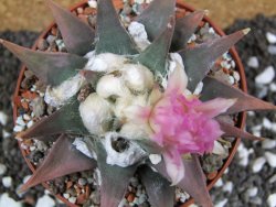 Ariocarpus confusus La Escondida, pot 10 cm Cites IA - 12394614