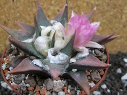 Ariocarpus confusus La Escondida, pot 10 cm Cites IA - 12394615