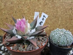 Ariocarpus confusus La Escondida, pot 10 cm Cites IA - 12394616