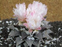 Ariocarpus furfuraceus La Ascencion XXL 10 cm - 12394682