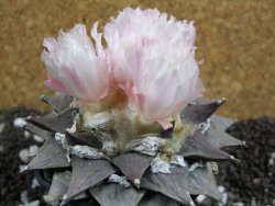 Ariocarpus furfuraceus La Ascencion XXL 10 cm - 12394683