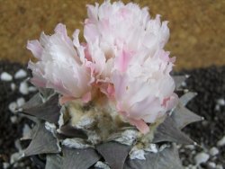 Ariocarpus furfuraceus La Ascencion XXL 10 cm - 12394684